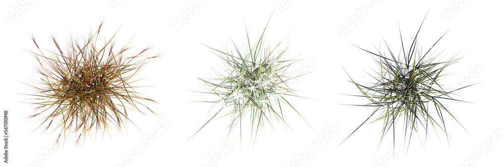 wild field grass, top view, isolated on a transparent background, 3D illustration, cg render wild field grass, top view, isolated on a transparent background, 3D illustration, cg render