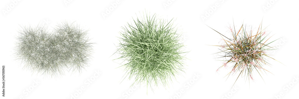 wild field grass, top view, isolated on a transparent background, 3D illustration, cg render wild field grass, top view, isolated on a transparent background, 3D illustration, cg render