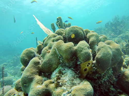 School of small  yellow fish on a coral head  on the reef off of Utila  in the Bay Islands  Honduras