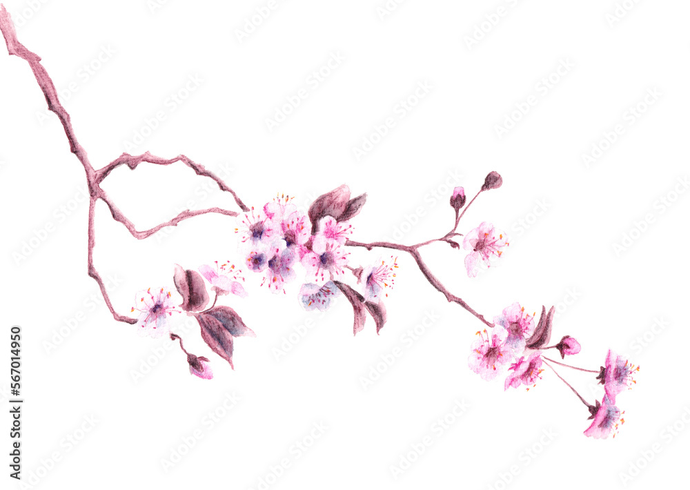 Naklejka premium Cherry flowering branch - watercolor element with branch, flowers and leaves. Garden tree branch in spring. Illustration isolated on white background. Botanic graphic.