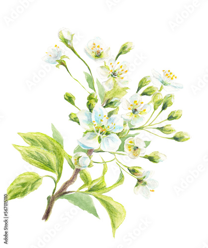 Sweet Cherry flowering branch - watercolor element with branch, flowers and leaves. Blossom garden tree branch in springtime. Illustration isolated on white background. Botanic graphic.