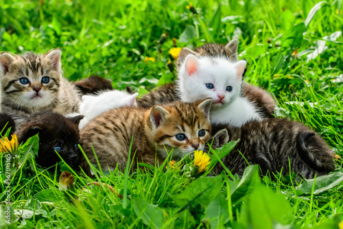 Group of little kittens in the grass © vaclav