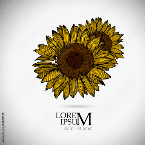 Sunflower isolated object logo. Sun flower icon. sunflower oil logo. Vector illustration