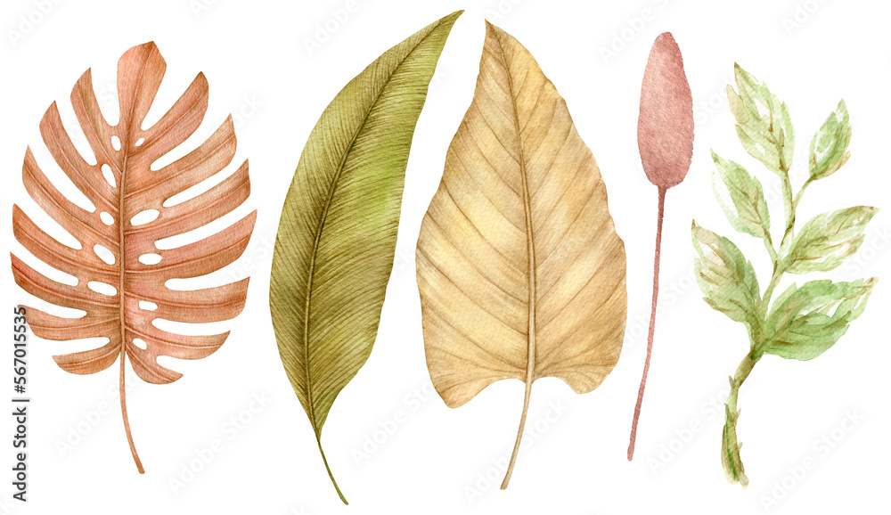Watercolor tropical set with dry dried boho palm leavesHand painted exotic leaves isolated on white background. Floral illustration