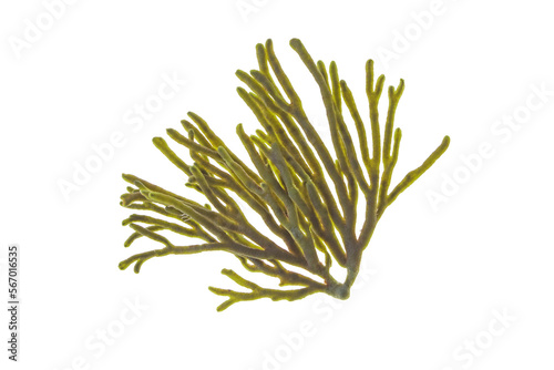 Spongeweed seaweed or codium tomentosum or velvet horn isolated transparent png. Green alga branch.