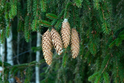 Bunch of tall coniferous cones on a green forest pine