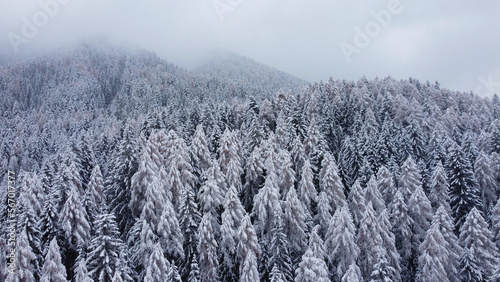 bosco inverno nevicata 