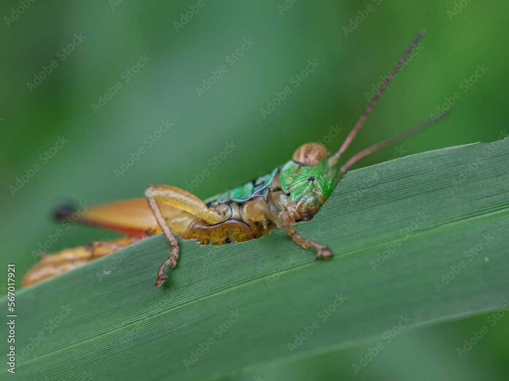 Oxya is a genus of grasshoppers found in Africa and Asia. Oxya is a genus of grasshoppers found in Africa and Asia.