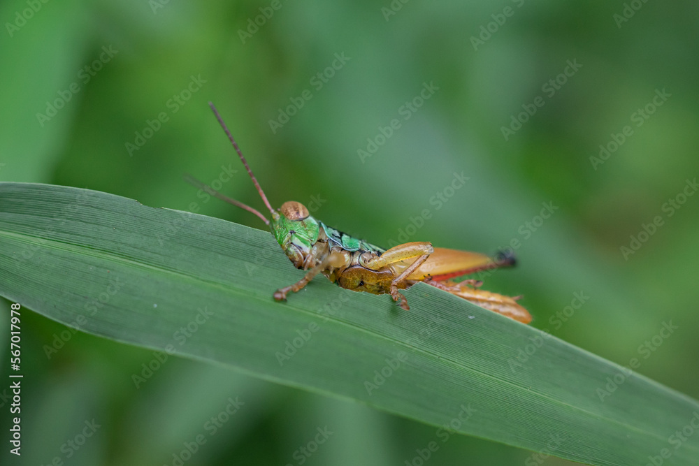 Oxya is a genus of grasshoppers found in Africa and Asia. Oxya is a genus of grasshoppers found in Africa and Asia.