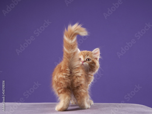 red cat on a lilac background. Kitten portrait in studio. Fluffy Longhair Scottish kitty turned back and shows his tail photo