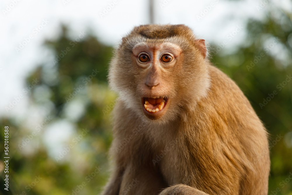 monkey close-up with open mouth