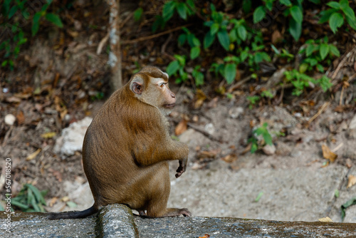 monkey sits on the pavement in the city