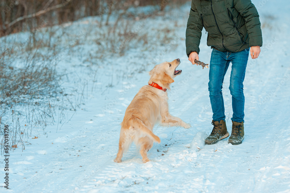 Man teaches with dog golden retriever outdoors