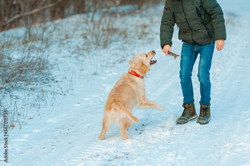 Man teaches with dog golden retriever outdoors