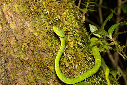 Bothriechis lateralis, Green green snake, Santa Elena, Costa Rica wildlife photo