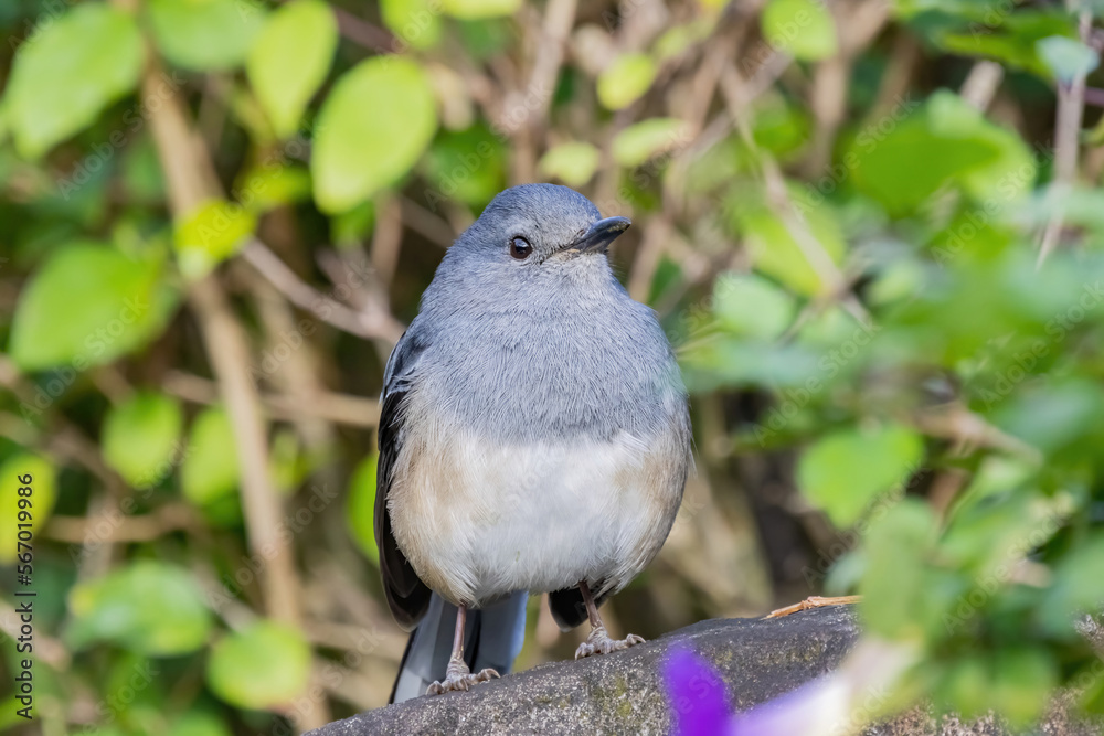 Close up shot of Oriental magpie-robin Close up shot of Oriental magpie-robin