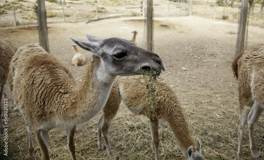 Fototapeta premium Little deer eating