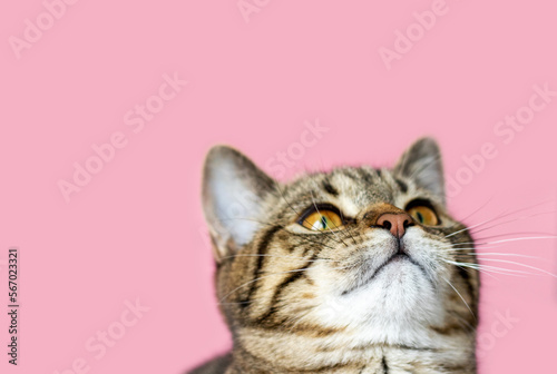 portrait adorable beautiful cute tabby cat kitty isolated on pink background playful muzzle paper hearts garland love valentine day negative space for text copy paste domestic pet pussycat feline head