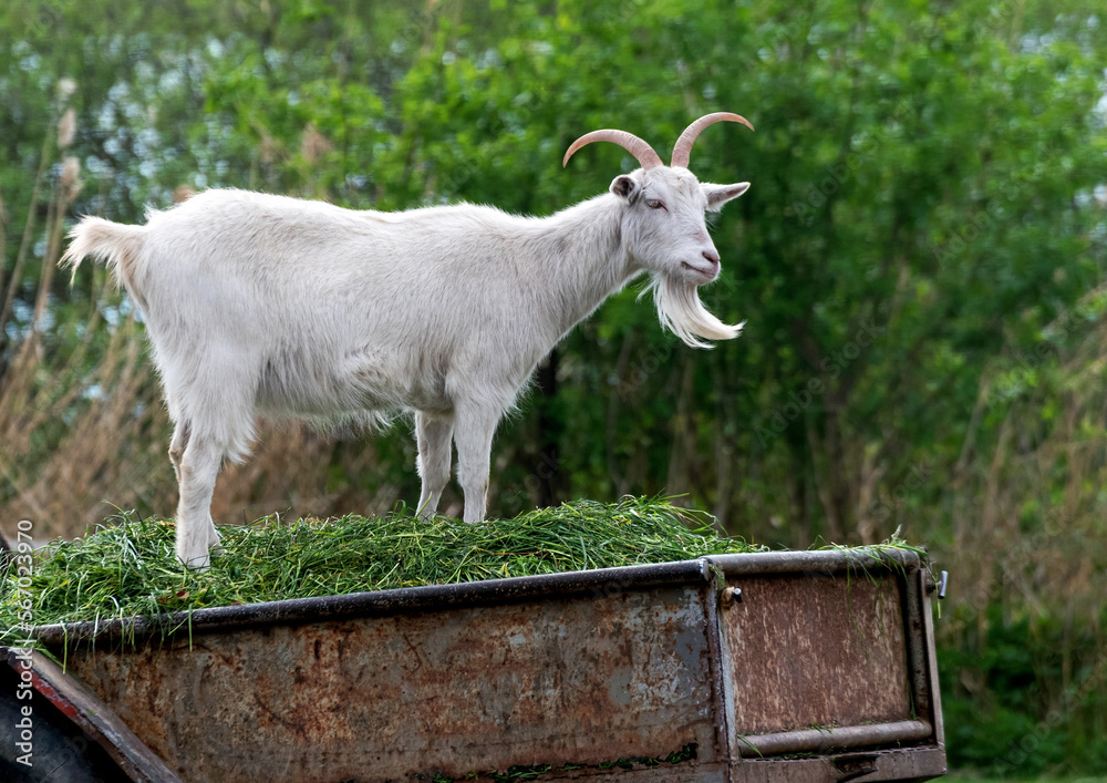 Obraz premium Goat on the farm