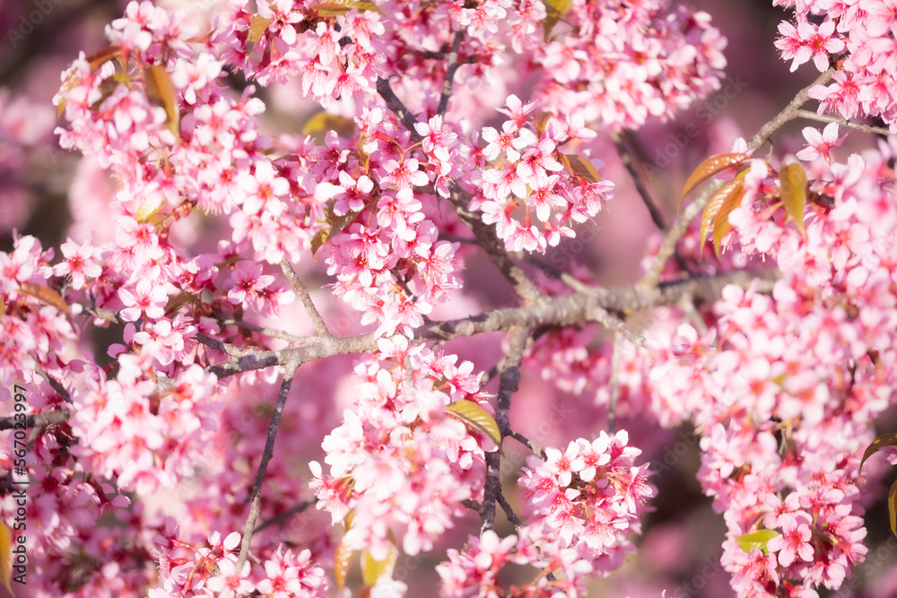 Cherry blossom in spring Cherry blossom in spring