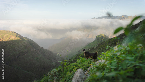 Goats in the mountains of Anaga Rural Park, near Taborno, Tenerife, Spain.  photo