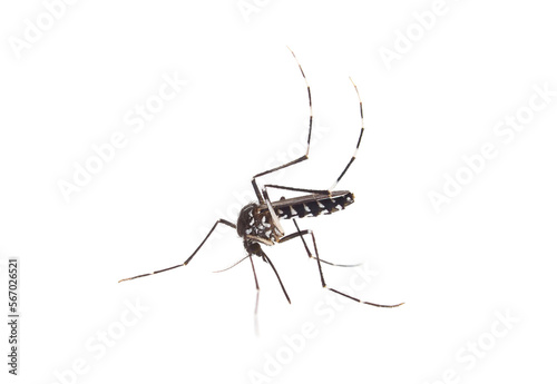 Tiger mosquito isolated on white background, Aedes albopictus 
