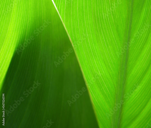Close-up macro nature exotic bright green leave texture tropical Jungle plant in soft focus background.Curve leaf floral botanical desktop wallpaper,website cover backdrop.