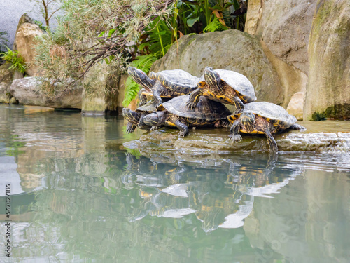 Close up shot of many turtles stack up © Kit Leong