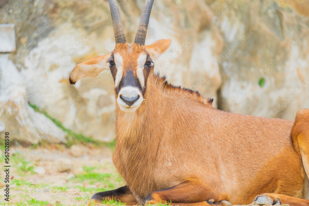 角 の ある 動物, 角 かっこいい 動物 – 動物図鑑/ウシ科の角の形 – FGMFAV