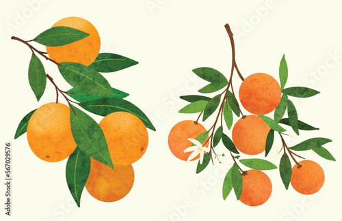 branch of a tangerine