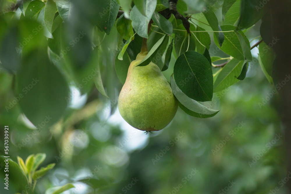 Pears on a tree in the organic garden on a blur background of greenery. Eco-friendly natural products, rich fruit harvest. Close up macro