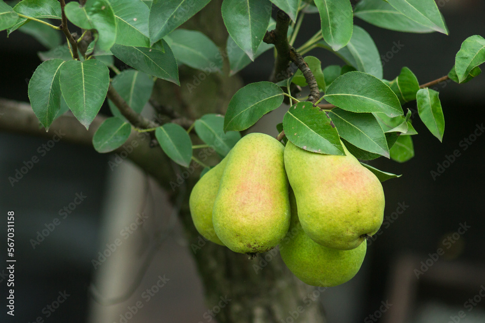 Pear tree. Ripe pears in the organic garden on a blurred background of greenery. Eco-friendly, rich fruit harvest. Copy space for your text. Close up macro Pear tree. Ripe pears in the organic garden on a blurred background of greenery. Eco-friendly, rich fruit harvest. Copy space for your text. Close up macro