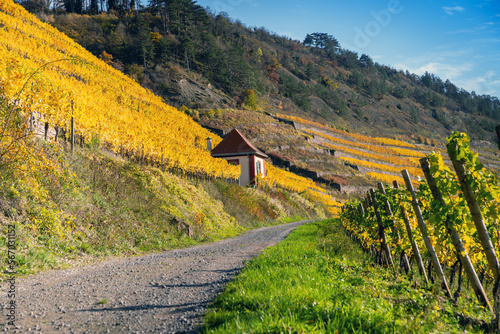 Vineyard in autumn on the mountainside