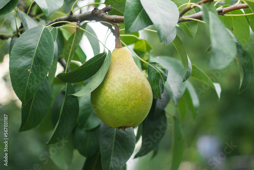 Ripe yellow pears on a tree in the organic garden on a blurred background of greenery. Eco-friendly natural products, fruit harvest, soft focus. Close up macro