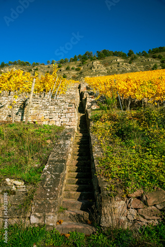 Vineyard in autumn on the mountainside