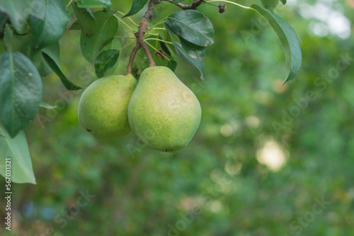 Pear tree. Ripe yellow pears on a tree in the organic garden on a blurred background of greenery. Eco-friendly natural products, rich fruit harvest. Empty Copy space for your text. Close up macro
