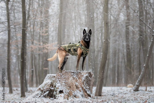 Dog armor. Dog in a bulletproof vest. Belgian Shepherd Malinois portrait outdoor.  Working dog. Guard dog. Ukraine flag photo