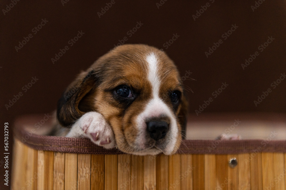 Beagle puppies