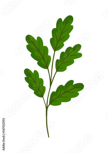 Green oak branch. Vector illustration isolated on white background for postcard, poster, ad, decor, fabric and other uses.