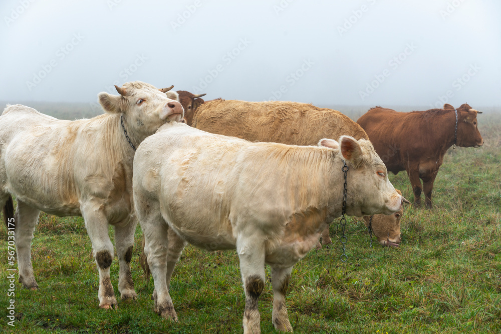 cows on a meadow cows on a meadow