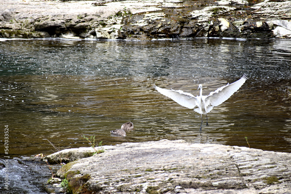 Fototapeta premium 川辺で戯れるサギとカモ