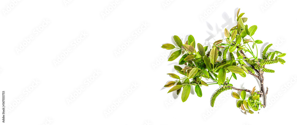 Blooming walnut branch isolated on a white background. Young leaves and flowers catkins
