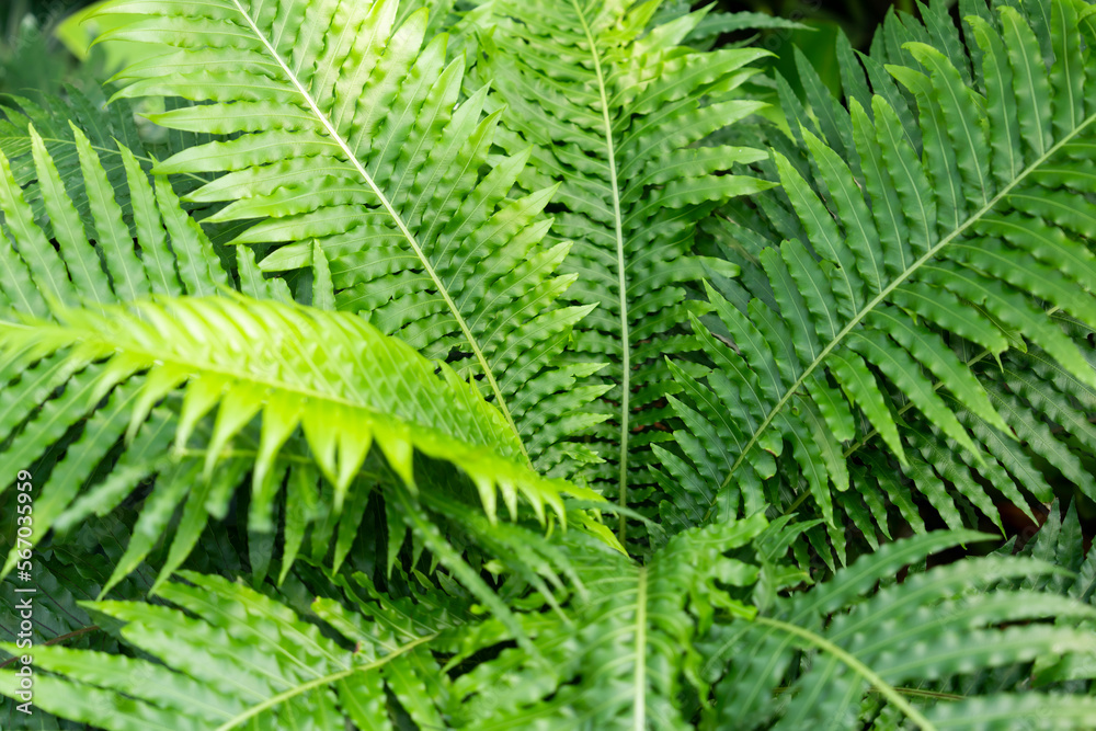 The High angle view of fresh green fern leaves in springtime.