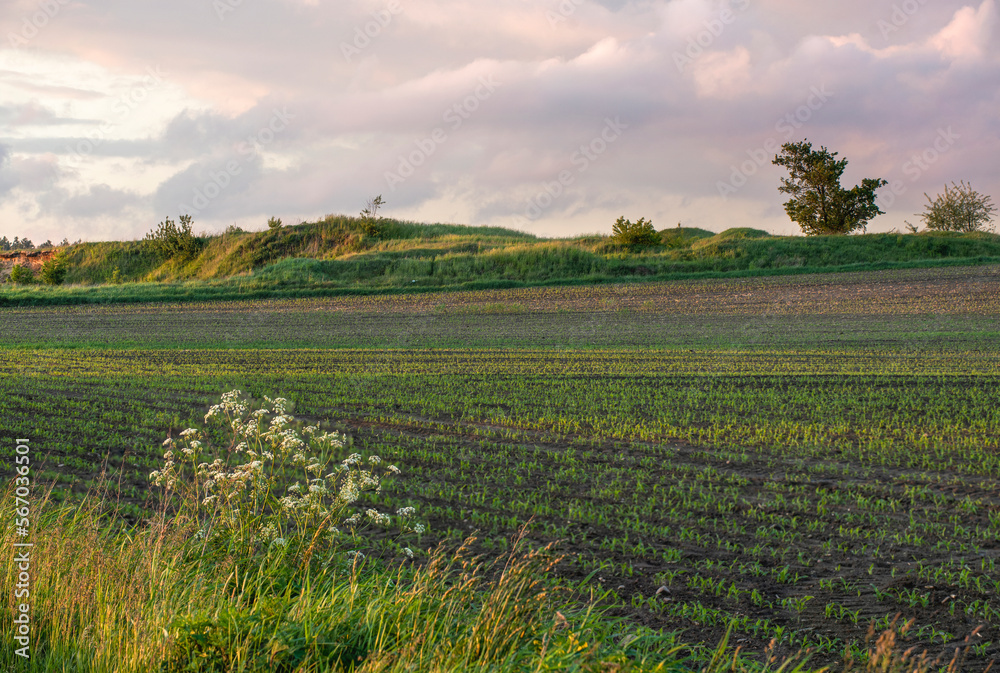 Fototapeta premium field of wheat and sky