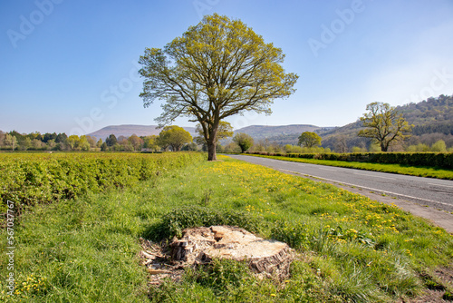 Springtime roadside scenery in Wales.