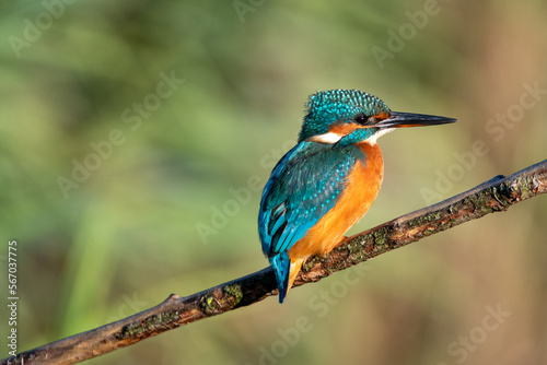 Female common kingfisher perched on a branch against a green flora background. At Lakenheath Fen nature reserve in Suffolk, UK © Christopher Keeley