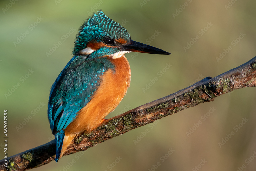 Female common kingfisher sitting in the wind on a perch with ruffled feathers. At Lakenheath Fen nature reserve in Suffolk, UK Female common kingfisher sitting in the wind on a perch with ruffled feathers. At Lakenheath Fen nature reserve in Suffolk, UK