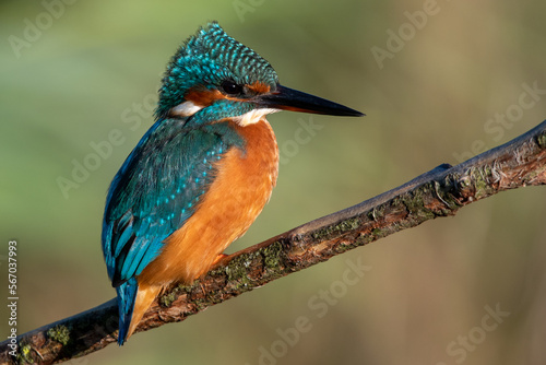Female common kingfisher sitting in the wind on a perch with ruffled feathers. At Lakenheath Fen nature reserve in Suffolk, UK © Christopher Keeley