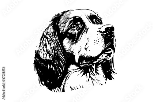 english cocker spaniel dog illustration