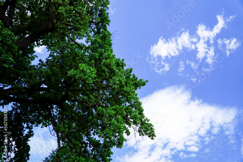 tree on the background of blue sky